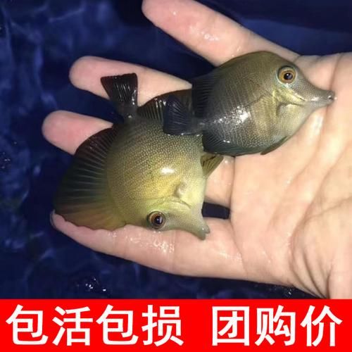 蓝三角(可以和别的鱼混养吗)