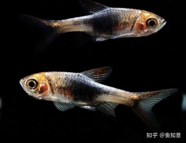 蓝三角(可以和别的鱼混养吗)