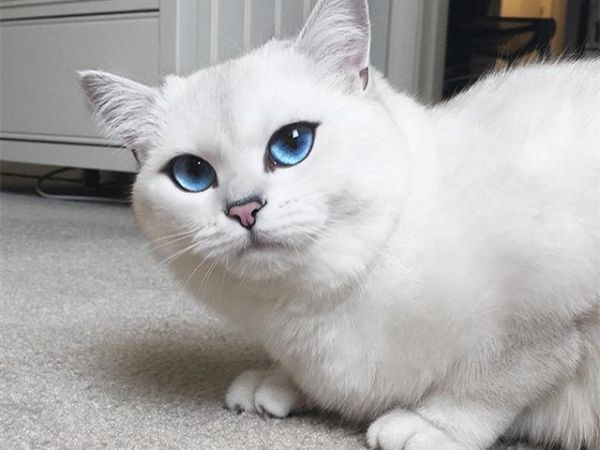 蓝眼白猫(它们是不是天生就比其他猫咪更脆弱)