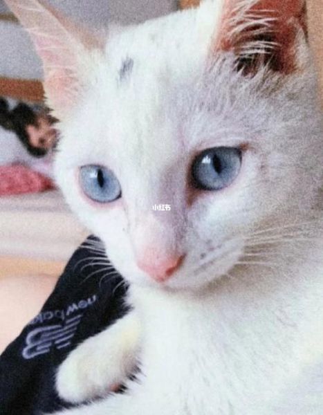 蓝眼白猫(它们是不是天生就比其他猫咪更脆弱)