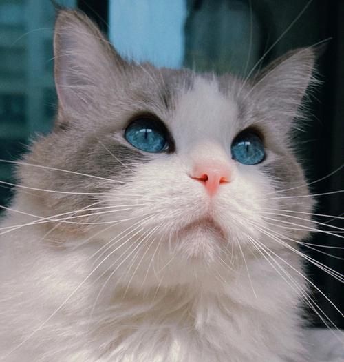蓝眼睛的猫(你愿意为它们付出吗)