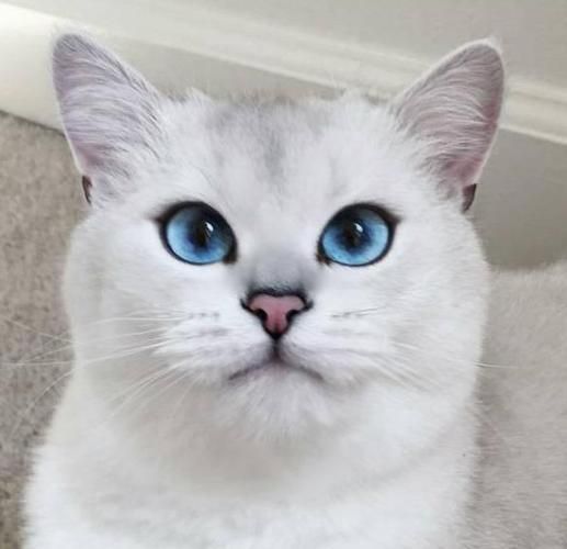 蓝眼睛的猫(你愿意为它们付出吗)