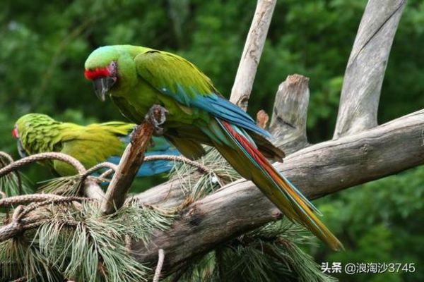 蓝翅金刚鹦鹉(它们吃什么才健康)