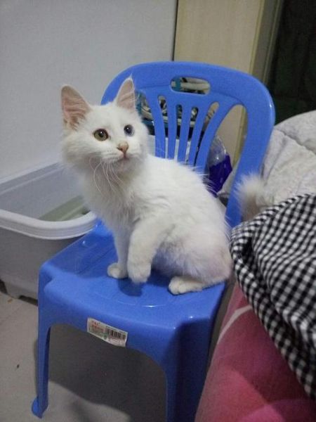 蓝色波斯猫( 是不是所有蓝眼白猫都这样)