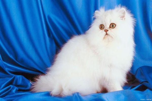 蓝色波斯猫( 是不是所有蓝眼白猫都这样)