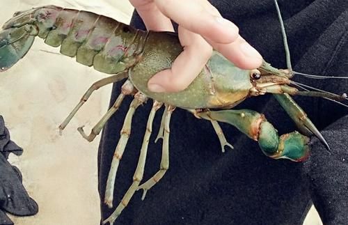 蓝魔虾(蓝魔虾跟小龙虾到底是什么关系)