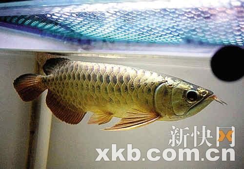 蓝龙鱼(它真的值得收藏吗)