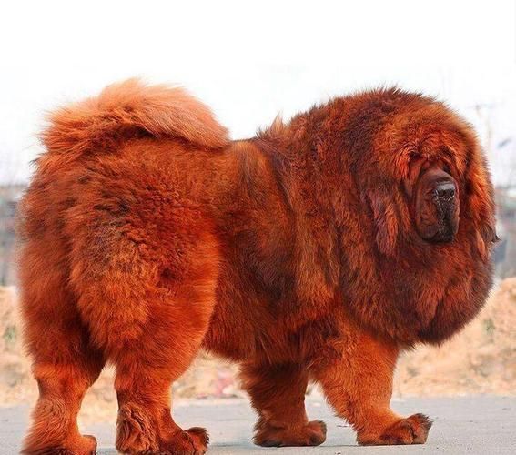 藏獒(藏獒到底有哪些品种)
