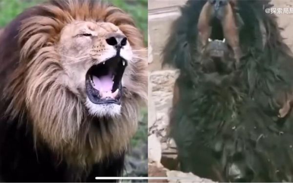 藏獒vs狮子(一场惊险的较量)