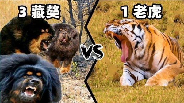 藏獒与老虎打架视频(谁才是真正的王者)