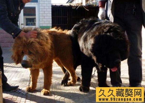 藏獒交配(产崽需要注意什么)