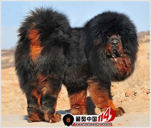 藏獒养殖(如何才能提高成活率)