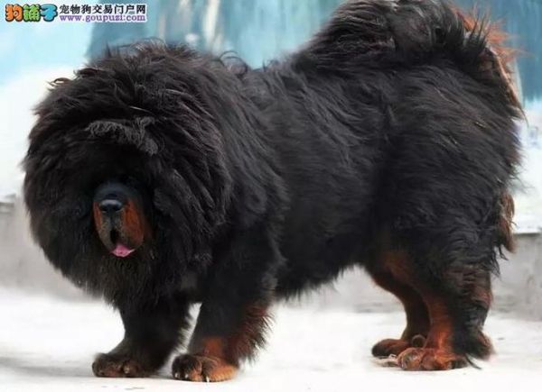 藏獒凶猛(它能像狮虎一样威猛吗)