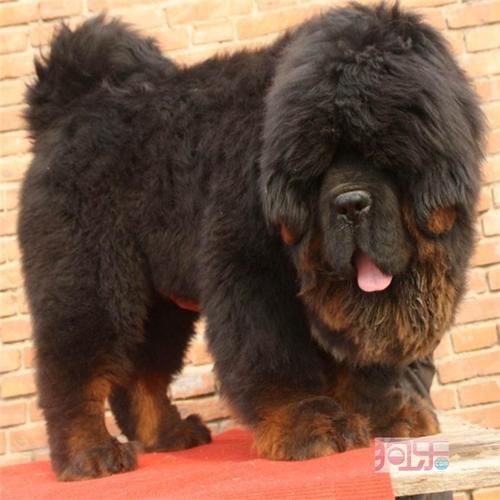 藏獒出售(价格和品质哪个更重要)