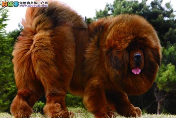 藏獒出售(价格和品质哪个更重要)
