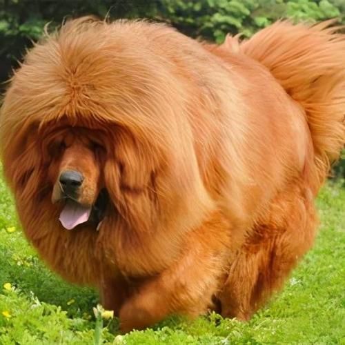 藏獒吃人( 还是主人疏忽酿成大祸)