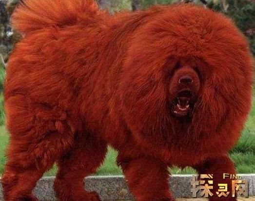 藏獒和狼谁厉害(谁的战斗力更强)