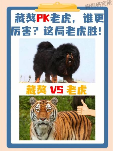 藏獒和老虎哪个厉害( 藏獒和老虎在各自的地盘谁更厉害)
