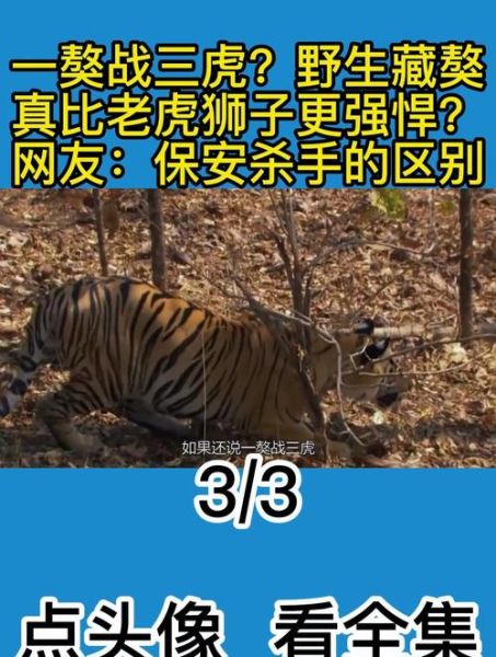 藏獒和老虎打架视频(老虎会怕藏獒吗)