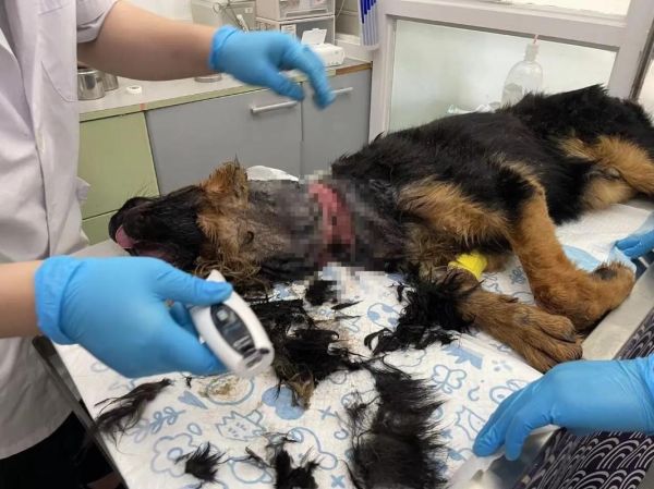 藏獒咬死主人( 是意外还是人类的疏忽)