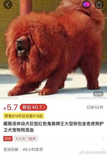 藏獒多少钱一只( 是真值钱还是被炒作起来的)