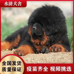 藏獒幼犬价格(价格差别大吗)