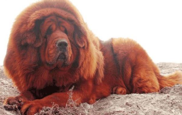 藏獒幼犬价格(价格差别大吗)