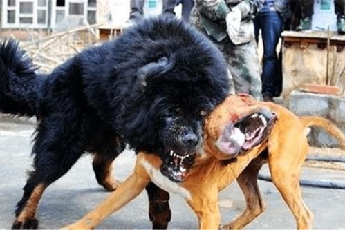 藏獒打架( 到底谁才是真正的猛犬)