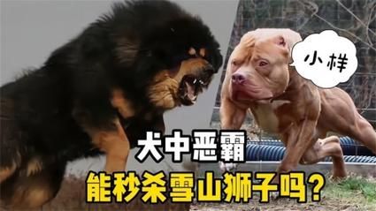 藏獒打架( 到底谁才是真正的猛犬)