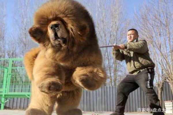藏獒打架视频(谁才是打架之王)