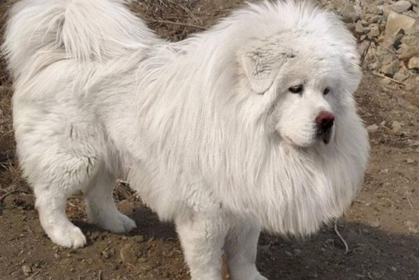 藏獒没吃饱咬主人(这藏獒是真饿还是真凶)