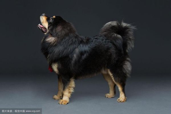 藏獒犬( 养藏獒需要注意什么)