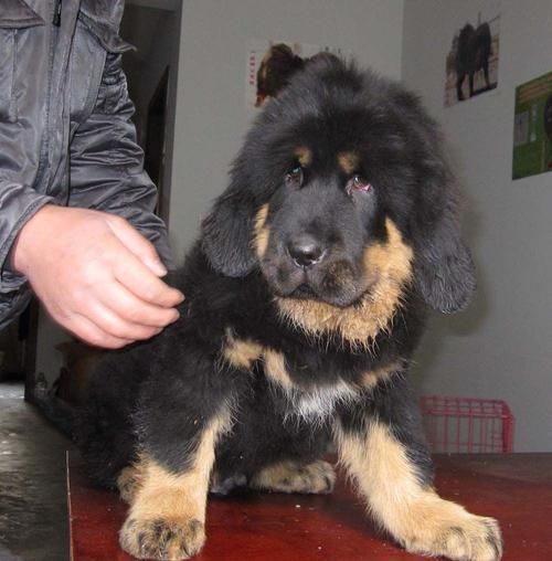 藏獒犬( 养藏獒需要注意什么)
