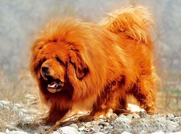 藏獒犬图片( 它们也可以很可爱)