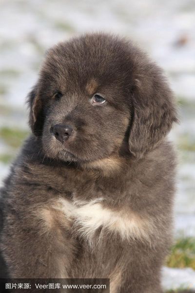 藏獒犬图片( 它们也可以很可爱)