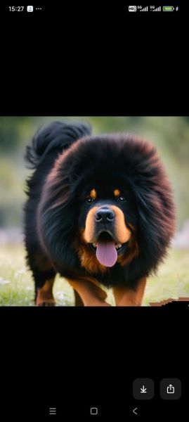 藏獒电影( 现在你还养着狗狗吗)