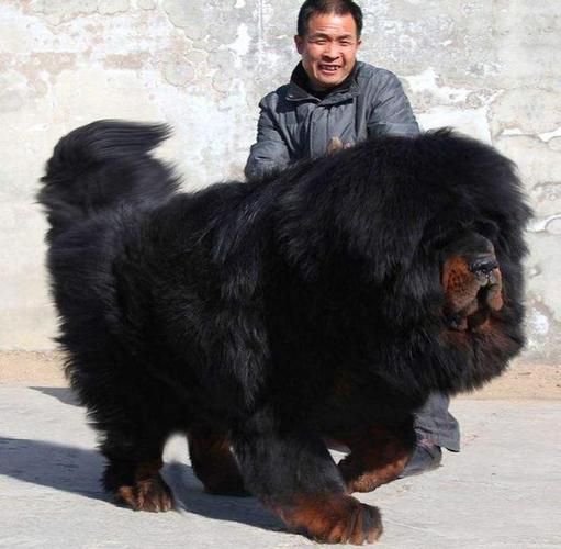 藏獒的价格( 现在多少钱一只)