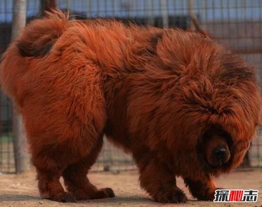 藏獒红利(它凭什么能值3000万)