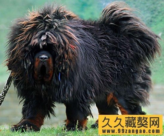 藏獒网(中国藏獒网靠谱吗)