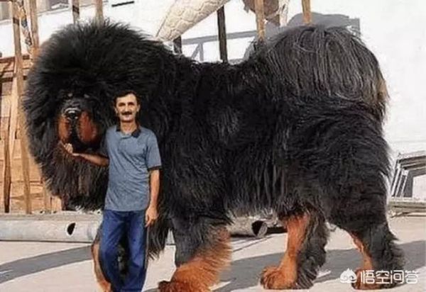 藏獒网(中国藏獒网靠谱吗)