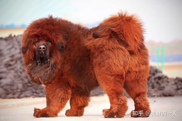 藏獒联盟网(藏獒联盟网是你的首选吗)