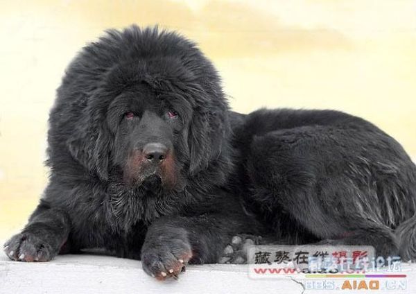 藏獒赤古(它到底有多凶猛)