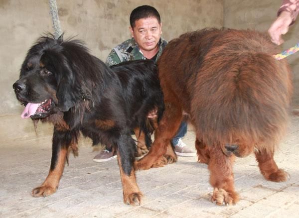 藏獒配种(如何判断藏獒配种成功)