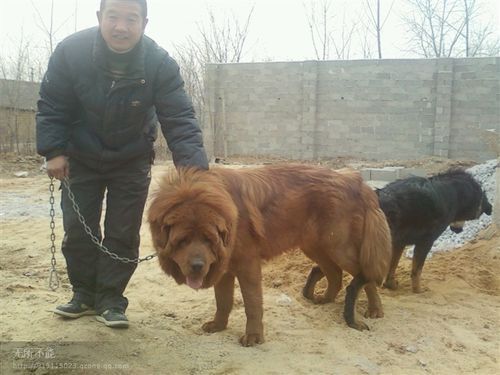 藏獒配种(如何判断藏獒配种成功)