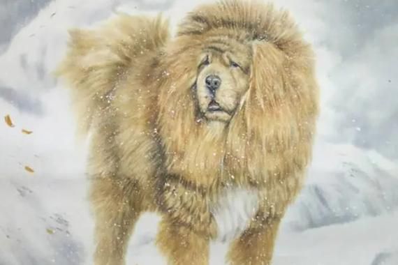 藏獒驴子(谁能笑到最后)