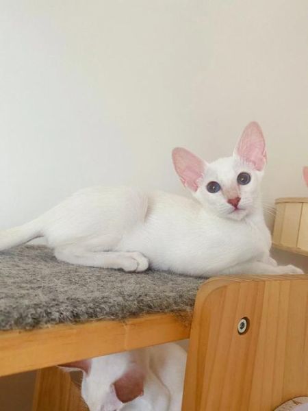 虎斑暹罗猫(吉泽养起来怎么样)