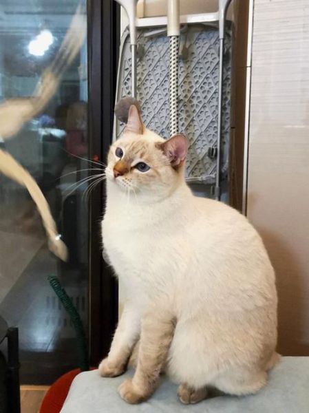 虎斑暹罗猫(吉泽养起来怎么样)