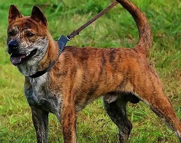虎斑犬( 难道真的就没人喜欢吗)