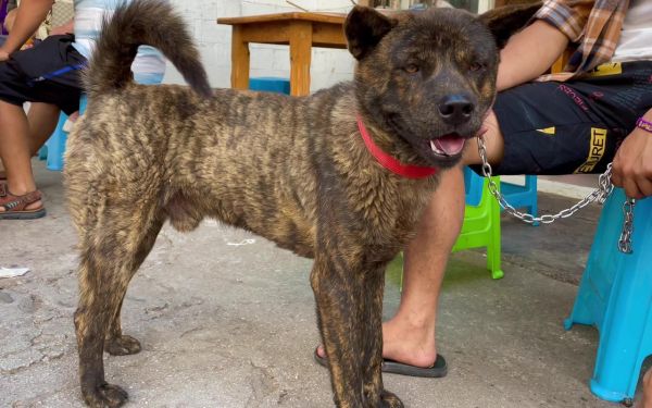 虎斑犬( 难道真的就没人喜欢吗)
