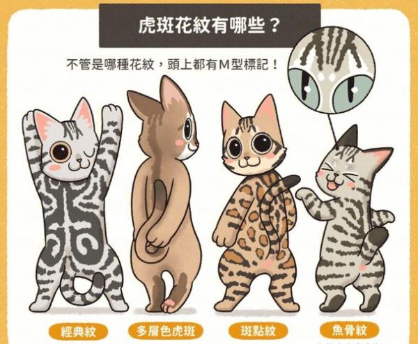 虎斑猫(它们之间有什么区别)